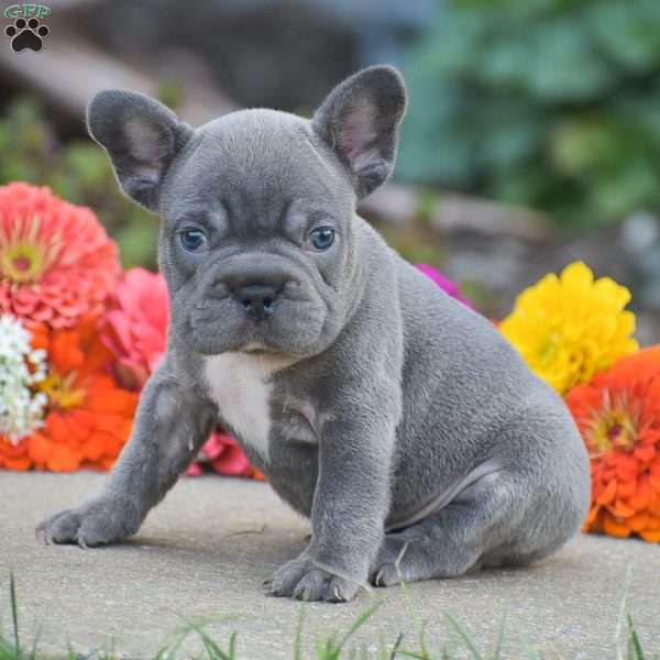 Tank, French Bulldog Puppy