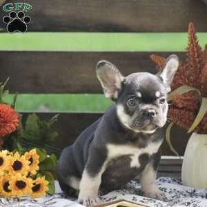 Ryan, French Bulldog Puppy