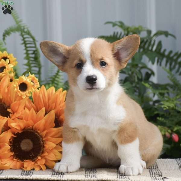 Holly, Pembroke Welsh Corgi Puppy