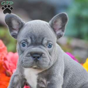 Tank, French Bulldog Puppy