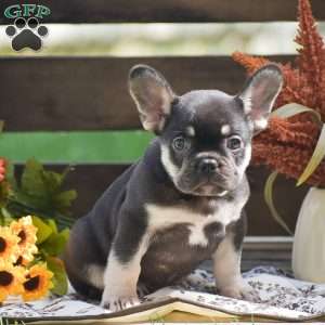 Ryan, French Bulldog Puppy
