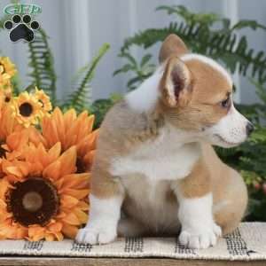 Holly, Pembroke Welsh Corgi Puppy