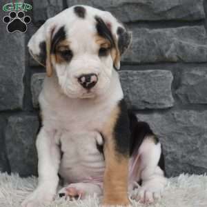 Tucker, Beabull Puppy