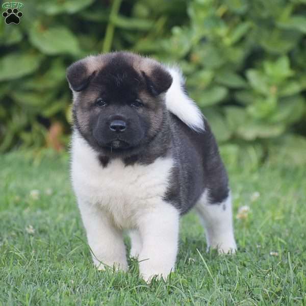 Benji, Akita Puppy