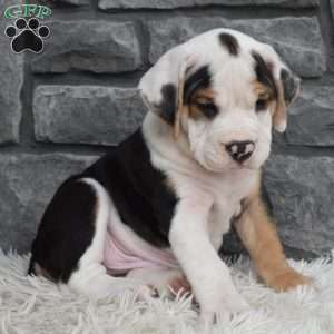 Tucker, Beabull Puppy