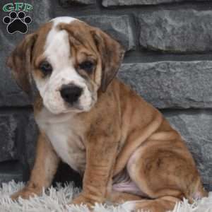 Toby, Beabull Puppy