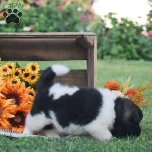 Brianna, Akita Puppy