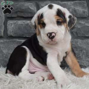 Tucker, Beabull Puppy