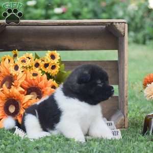 Brianna, Akita Puppy