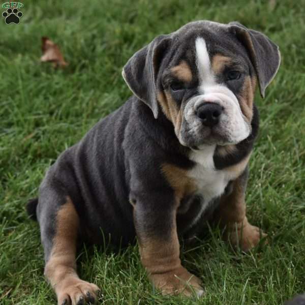 Bubba, Beabull Puppy