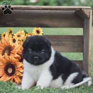 Brianna, Akita Puppy