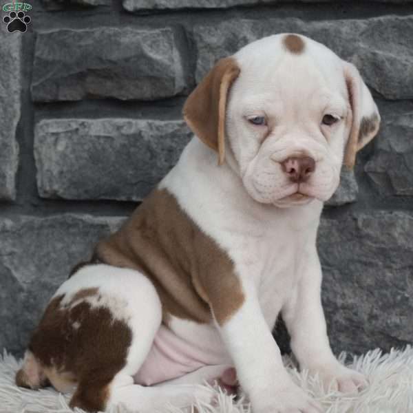 Tessa, Beabull Puppy