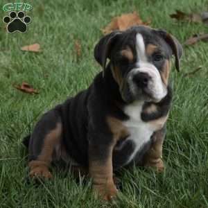 Bubba, Beabull Puppy