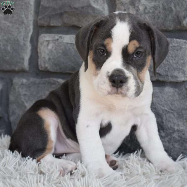 Biscuit, Beabull Puppy