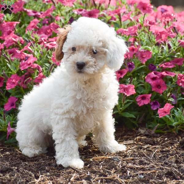 Koby, Toy Poodle Puppy