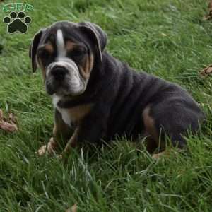 Bubba, Beabull Puppy