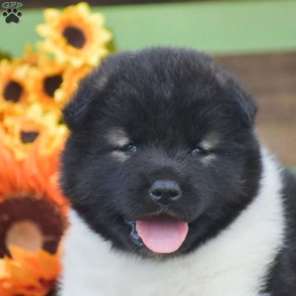 Brianna, Akita Puppy