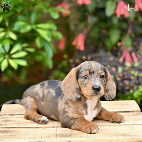 Alex (mini), Dachshund Puppy