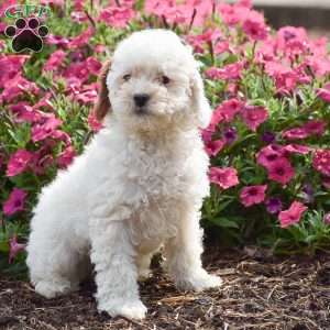 Koby, Toy Poodle Puppy