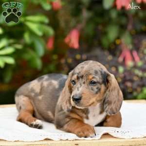 Alex (mini), Dachshund Puppy