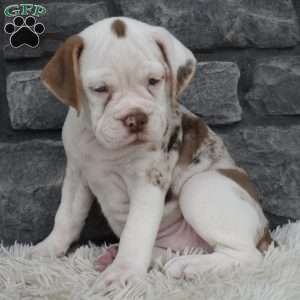 Tessa, Beabull Puppy
