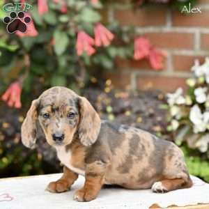 Alex (mini), Dachshund Puppy