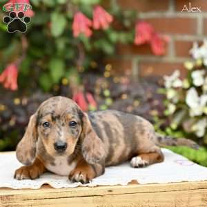 Alex (mini), Dachshund Puppy