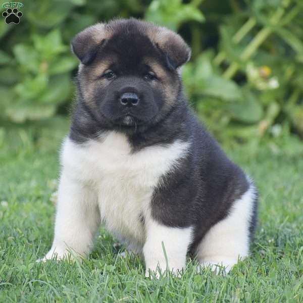 Buster, Akita Puppy