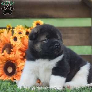 Buster, Akita Puppy