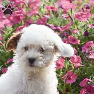 Koby, Toy Poodle Puppy