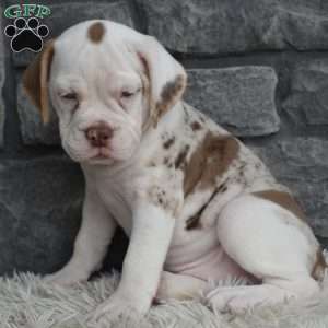 Tessa, Beabull Puppy