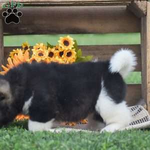 Buster, Akita Puppy