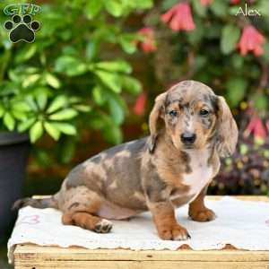 Alex (mini), Dachshund Puppy