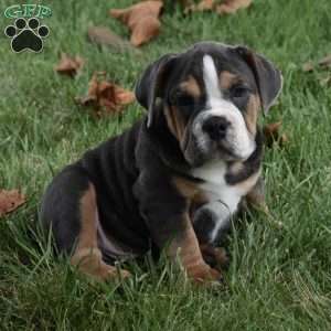 Bubba, Beabull Puppy