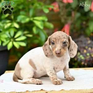 Abby (mini), Dachshund Puppy