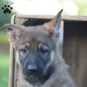 Goldie, German Shepherd Puppy
