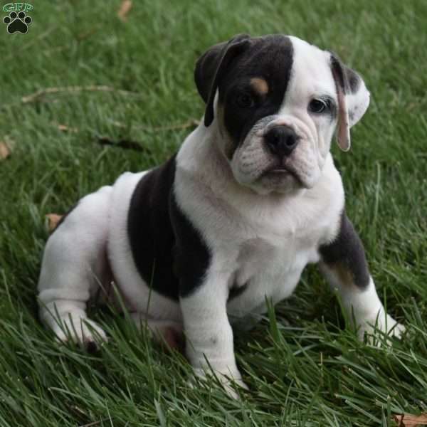Bella, Beabull Puppy