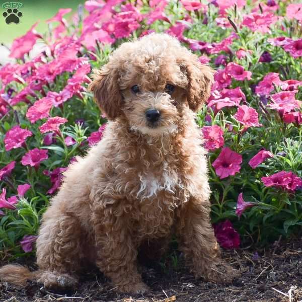 Krystal, Toy Poodle Puppy