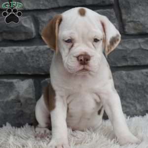 Tessa, Beabull Puppy
