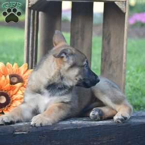 Goldie, German Shepherd Puppy