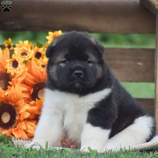 Buster, Akita Puppy