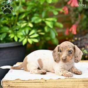 Abby (mini), Dachshund Puppy