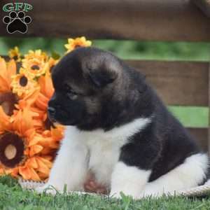 Buster, Akita Puppy