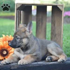 Goldie, German Shepherd Puppy