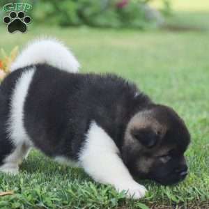 Buster, Akita Puppy