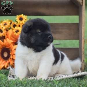 Bear, Akita Puppy