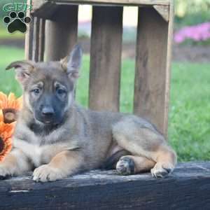 Goldie, German Shepherd Puppy