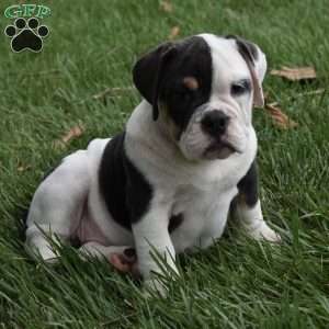 Bella, Beabull Puppy
