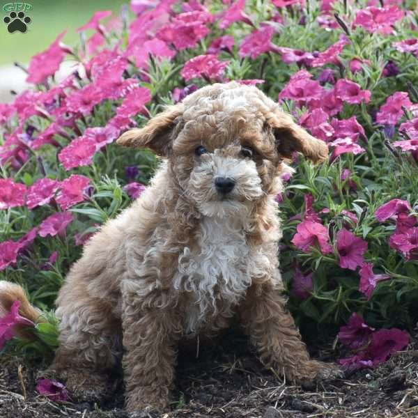 Kyle, Toy Poodle Puppy