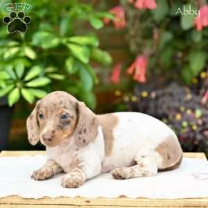 Abby (mini), Dachshund Puppy